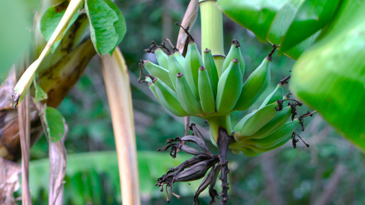 香蕉树及其香蕉果实合集4K视频