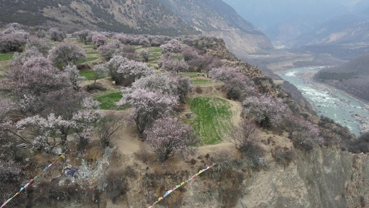 西藏林芝桃花自然风光4k航拍视频