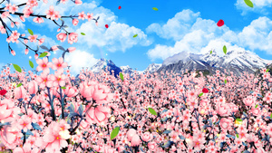 4K唯美的樱花背景素材30秒视频