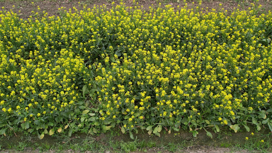 油菜花航拍视频