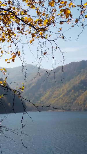 拍摄青海孟达天池摇曳的树叶50秒视频