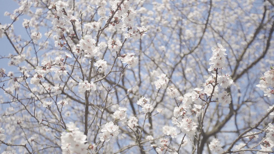 樱花花开视频