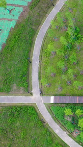 航拍公园绿植覆盖的栈道素材视频