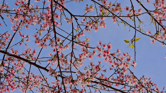 春天盛开的樱花视频