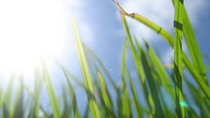 蓝天下茁壮成长的稻田19秒视频