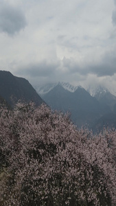 西藏林芝桃花自然风光4k航拍视频