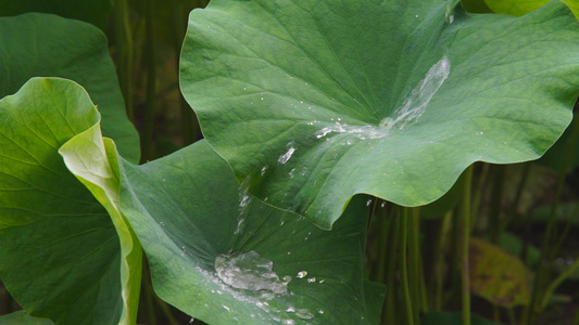 慢镜头荷叶上流动的水珠[挥肘]视频