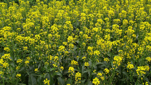 油菜花开视频