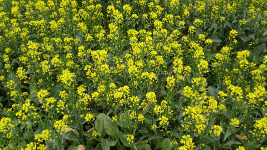 油菜花开视频