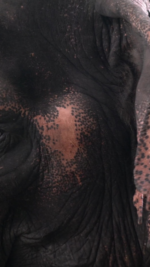 泰国大象亚洲象进食合集70秒视频