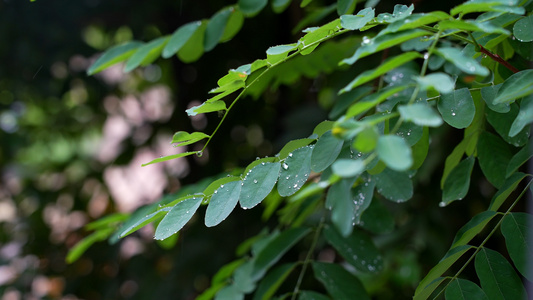 下雨树叶高清雨滴实拍空镜合集视频