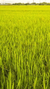 水稻丰收实拍素材视频