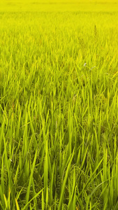 水稻丰收实拍素材视频
