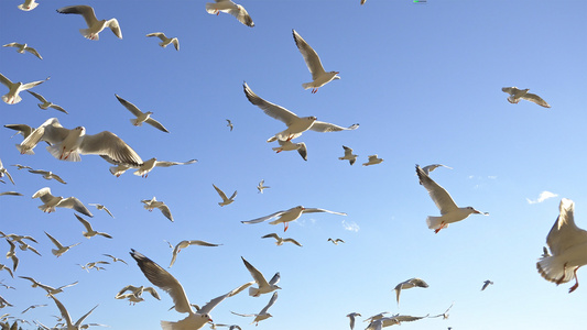 4K升格昆明海洪湿地公园的海鸥视频