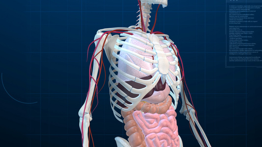 人体骨骼三维展示视频视频