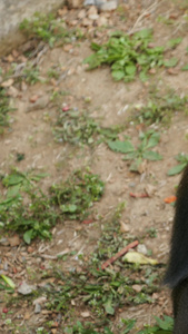 山魈灵长类觅食坐姿特写热带雨林视频