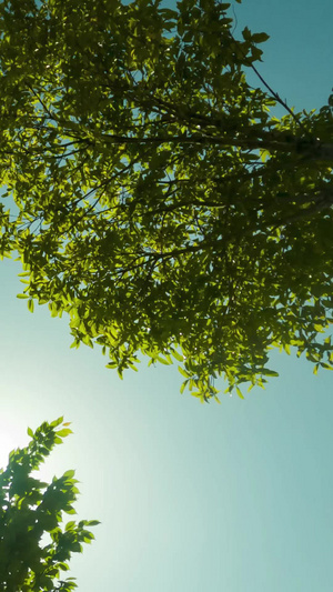 大气夏天树叶天空剪影光影延时10秒视频