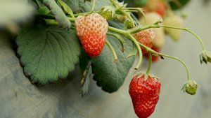 成熟的草莓水果77秒视频
