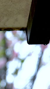 下雨天升格屋檐上的水滴唯美意境屋檐水滴视频
