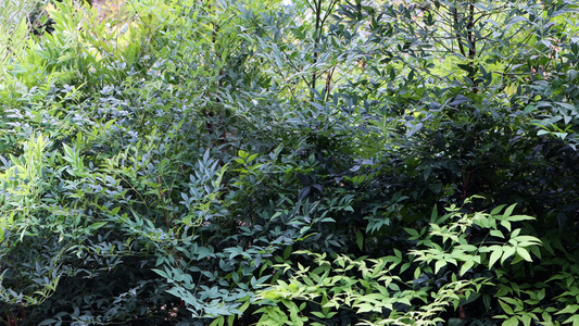 夏日植物南天竺红杷子天烛子红枸子钻石黄天竹兰竹视频