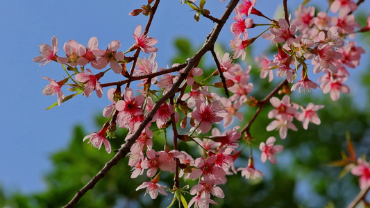 春天盛开的樱花视频