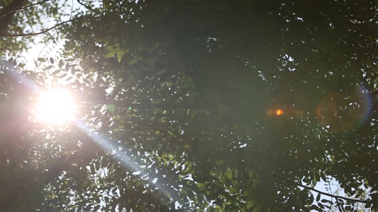 夏季仰视天空树叶光影摇曳逆光太阳视频