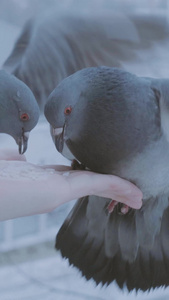 寒冬雨雪天气喂养鸽子自然世界视频