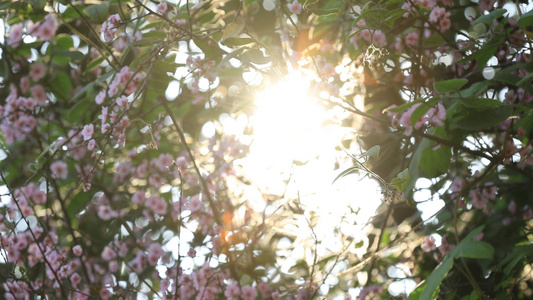 春天阳光明媚樱花盛开素材视频