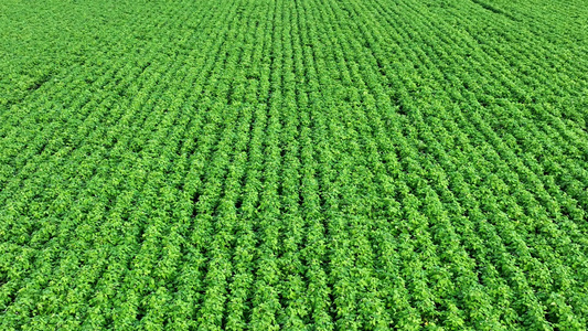 农田蔬菜种植菜豆视频