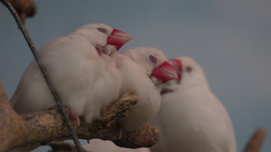 白色山雀文鸟小鸟挤在一起睡觉视频