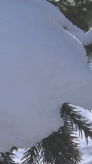 被白雪覆盖的绿色植物堆雪人17秒视频