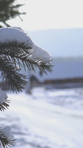 被白雪覆盖的绿色植物堆雪人视频