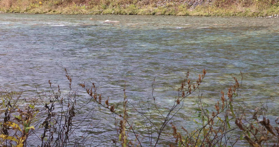 自然保护区清澈的河流水面视频