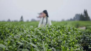 4K实拍宣传片广告镜头汉服女孩在茶园采茶视频素材13秒视频