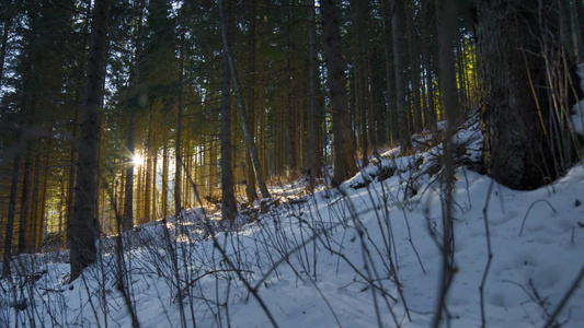 4K冬季森林光影延时视频