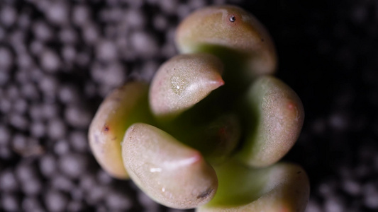 奶油黄桃多肉植物盆栽绿植视频