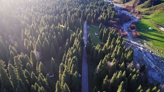 行驶在森林公路上的汽车视频