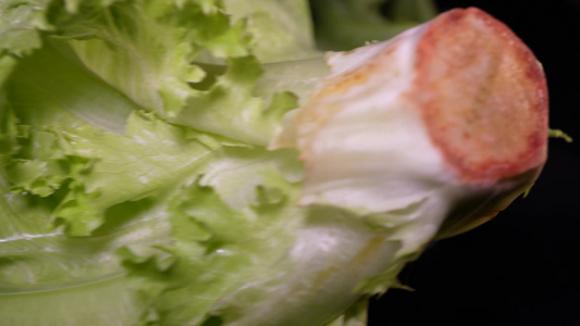 奶油生菜绿菜叶健康蔬菜视频
