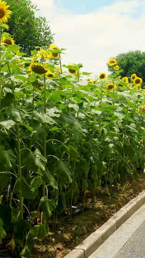 夏秋季女性看着向日葵花海14秒视频