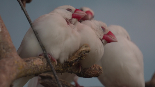 白色山雀文鸟小鸟挤在一起睡觉视频