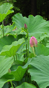 4K夏季荷花特写盛开视频