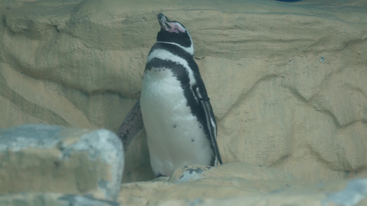 南极企鹅帝王企鹅动物园水族馆视频