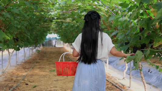 4K实拍女孩葡萄园采摘葡萄视频素材视频