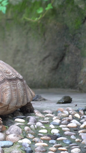 陆龟野生动物园11秒视频