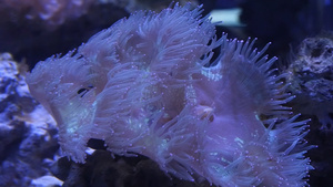 4k海底珊瑚64秒视频
