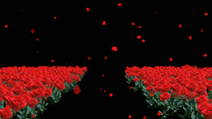 透明通道玫瑰花走廊素材30秒视频