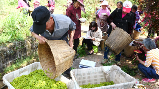 茶叶收集茶叶基地茶农卖茶茶叶采摘视频