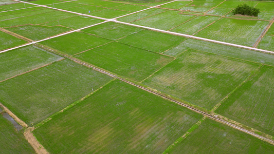 4K航拍大气农业农田水稻种植视频素材视频