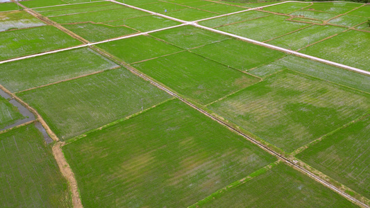 4K航拍大气农业农田水稻种植视频素材视频