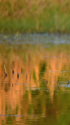 水塘边觅食蚊虫的小鸟动物世界24秒视频